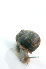 Image showing crawling snail