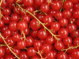 Image showing Red Currants