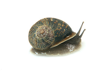 Image showing garden snail