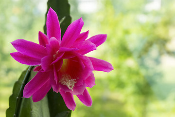 Image showing Beautiful cactus flower