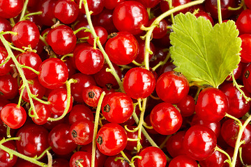 Image showing Ripe red currant harvest background