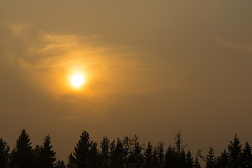 Image showing Sunset over spruce forest