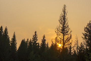 Image showing Sunset and silhouettes of fir-trees