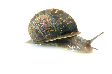 Image showing isolated snail