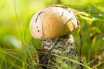 Image showing Orange-cap boletus in morning forest