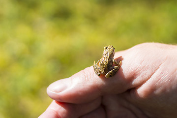 Image showing Small frogling on finger