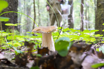 Image showing Mushroomer and beautiful porcini