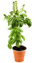 Image showing Blooming Green Basil