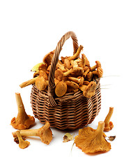 Image showing Raw Chanterelles Mushrooms