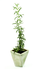 Image showing Fresh Rosemary in Pot