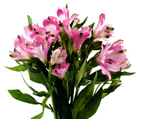 Image showing Beautiful Pink Alstroemeria