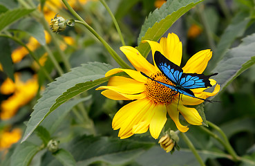 Image showing Beautiful butterfly sitting on a yellow flower rudbeckia.