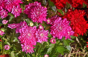 Image showing Beautiful flowers of pink and red chrysanthemums.