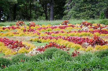 Image showing Meadow in the arboretum, decorated with beautiful flowers.