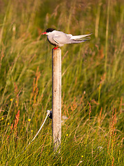 Image showing Arctic tern resting, warm evening sunlight