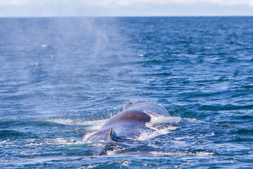 Image showing Blowout of a large Sperm Whale near Iceland