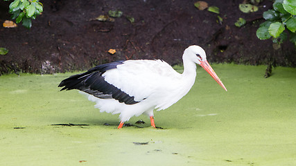 Image showing Stork walking in a pond filled with duckweed