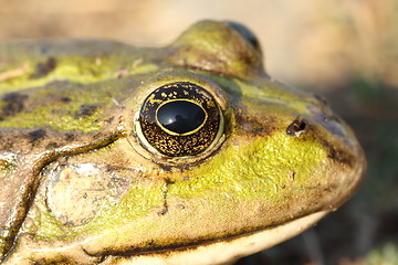 Image showing macro portrait of marsh frog