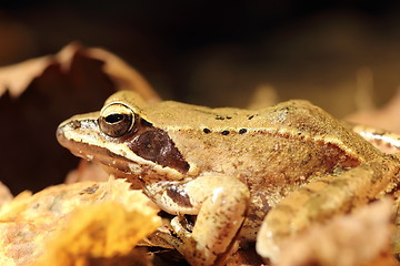 Image showing closeup of agile frog