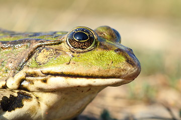 Image showing macro portrait of common marsh frog