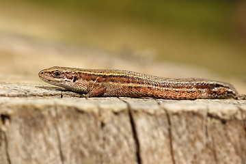 Image showing viviparous lizard closeup