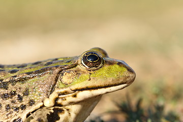 Image showing portrait of marsh frog