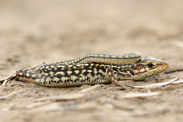 Image showing juvenile balkan wall lizard