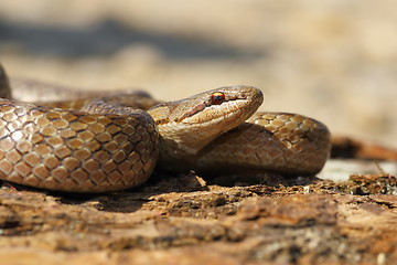 Image showing portrait of Coronella austriaca