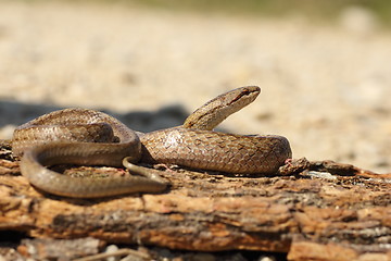 Image showing smooth snake basking on tree bark