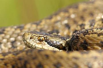 Image showing portrait of rarest european snake