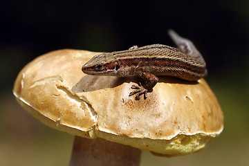 Image showing viviparous lizard basking on mushroom