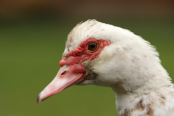 Image showing portrait of muscovy duck