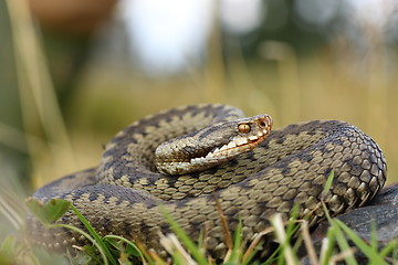 Image showing european viper on mountain meadow