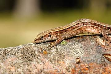 Image showing closeup of viviparous lizard