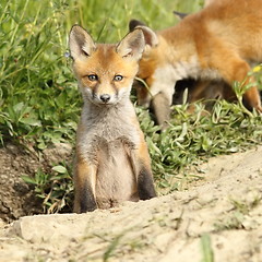 Image showing red fox cub looking at camera