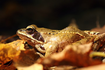 Image showing Rana dalmatina on forest ground