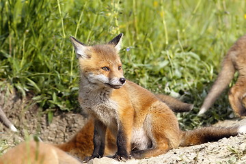 Image showing european fox cubs near the den