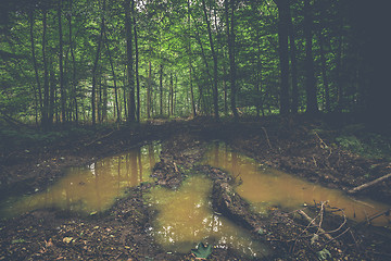 Image showing Muddy puddle in a dark forest