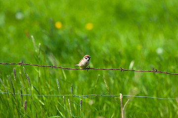 Image showing Barb wire with a house sparrow