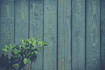 Image showing Green plant at a blue fence