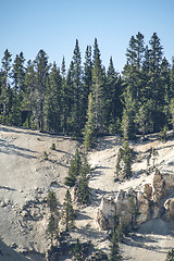 Image showing Pine trees on a hillside