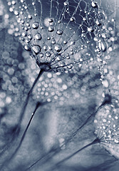 Image showing Plant seeds with water drops