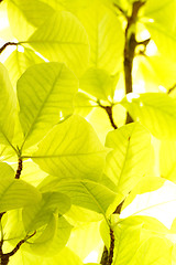 Image showing Green leaves