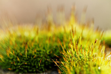 Image showing Green moss