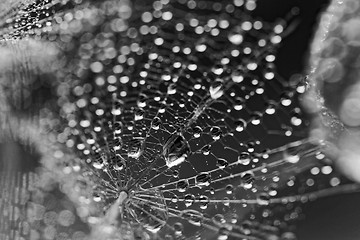 Image showing Plant seeds with water drops