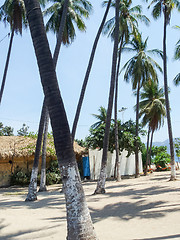 Image showing Palm trees in Acapulco