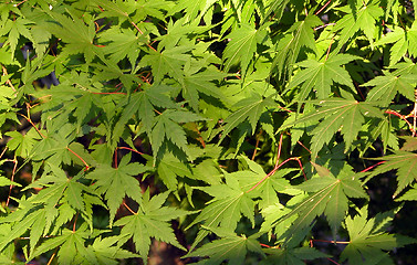 Image showing Maple Leaves Texture