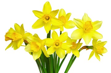 Image showing Daffodils