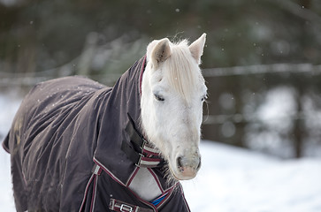 Image showing Horse portrait