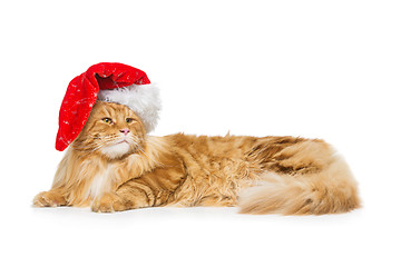 Image showing Big ginger cat in christmas hat